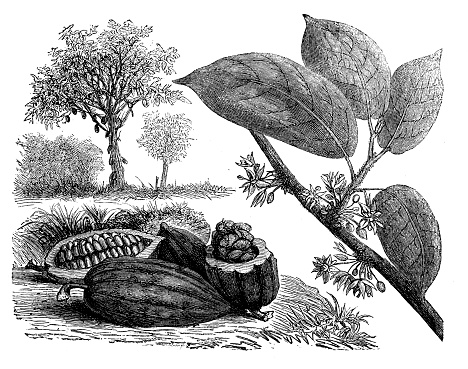 Antique illustration, botany: Cocoa