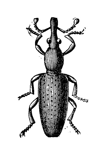 Antique illustration: wheat weevil (Sitophilus granarius)