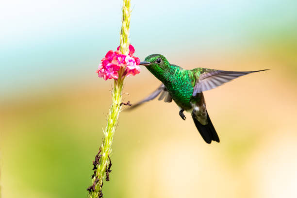 istock A Copper-rumped hummingbird feeding on a Vervain flower 1227365283