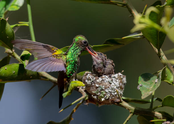 istock A Copper-rumped hummingbird feeding it's baby 1227365306
