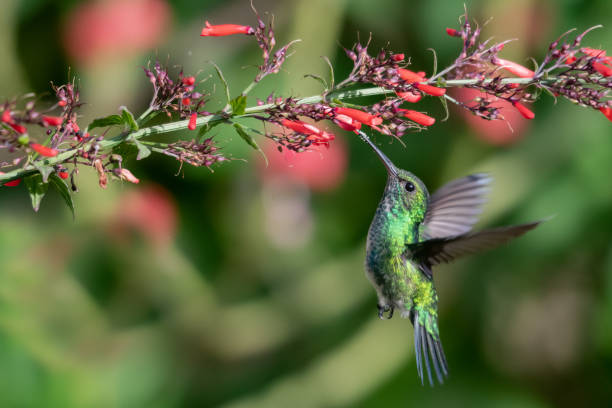 A female Blue-chinned Sapphire hummingbird feeding on flowers A female Blue-chinned Sapphire hummingbird feeding on the Antigua Heath plant in a garden with foliage blurred in the background. blue chinned sapphire hummingbird stock pictures, royalty-free photos & images