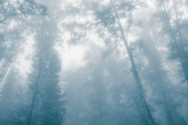 Mystical forest in fog, silhouettes of tree branches in blue fog stock photo