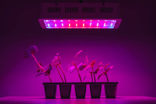 istock cucumber sprouts under led light grow lamp 1227366648