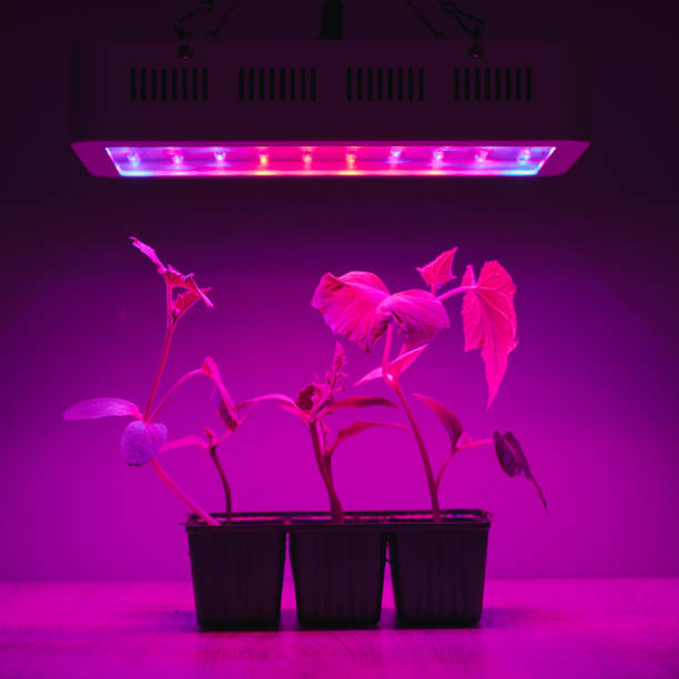 istock cucumber sprouts under led light grow lamp 1227366727