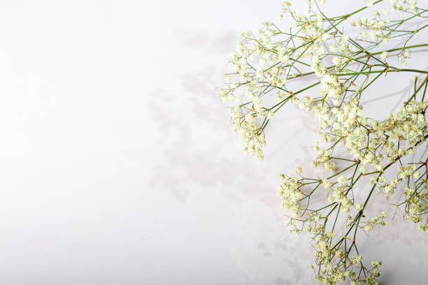 istock Branches with white dried flowers on a white background. Suitable for boards, postcards. Copy space. 1227366788