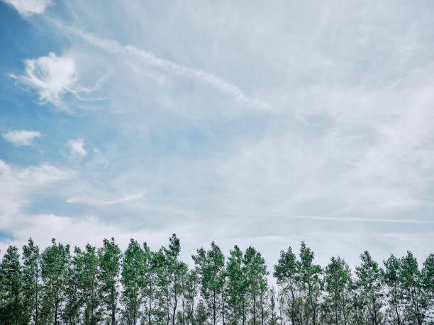 Row of trees against a summer sky with thin white cloud, de-saturated colour tone.