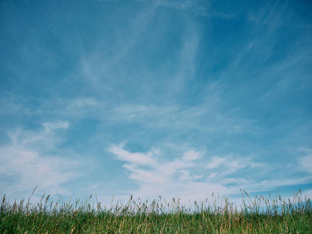 istock Summer blue sky with white clouds over wild green grasses. 1227367192