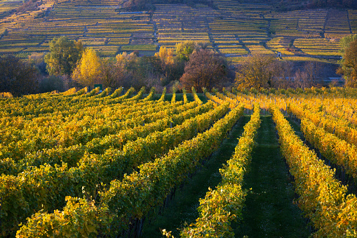 autumn vineyards in the sunset light\
