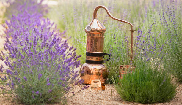 istock Distilling apparatus alembic with esential oil. 1227368212