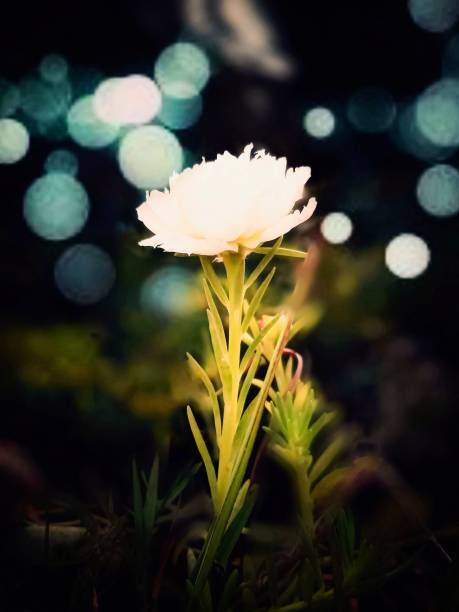 istock Flower photography 1227368397