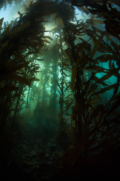 istock Dark Kelp Forest Growing in California 1227368455
