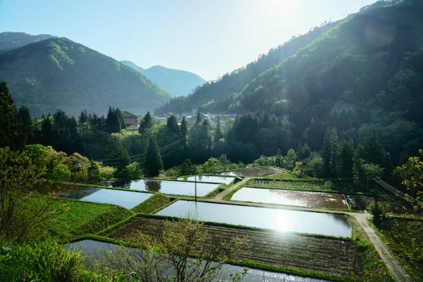 Rice fields in Japanese Alps Flooded rice fields in Hida mountains valley near Nanto, Japan. Photo taken with 42 megapixel professional camera. flood plain photos stock pictures, royalty-free photos & images