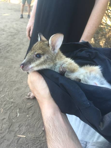 istock A little wallaby to pet 1227370545