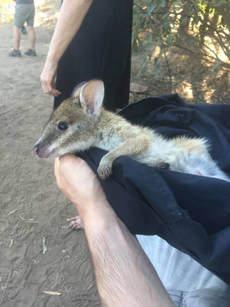 istock A little wallaby to pet 1227370564