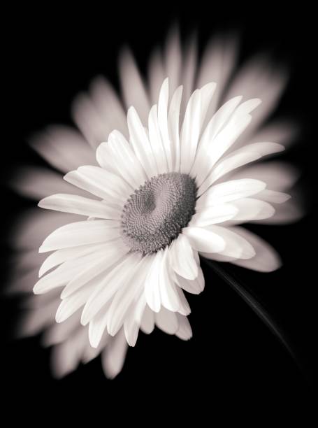 istock camomile flowers, double exposure 1227371512