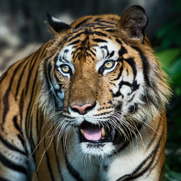 istock Photos of tiger naturally. 1227373886