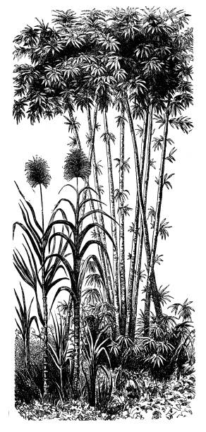 ilustrações de stock, clip art, desenhos animados e ícones de antique illustration: sugar cane and bamboo - panoramic illustration and painting antique old fashioned