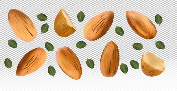 ilustrações de stock, clip art, desenhos animados e ícones de almonds nuts with green leaf on transparent background. almond flying from different angles. 3d realistic nuts rich in vitamins. natural product. vector illustration - healthy eating macro close up nut