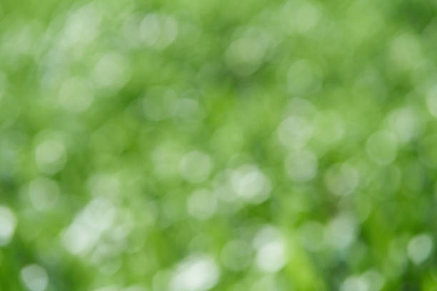 istock Natural blurred green bokeh images and beautiful backgrounds 1227377366