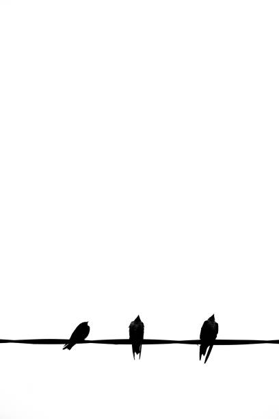 istock silhouette of three birds in the cable 1227377929