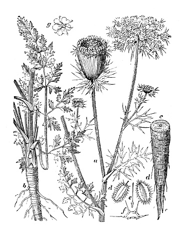 Antique illustration, botany: Carrot