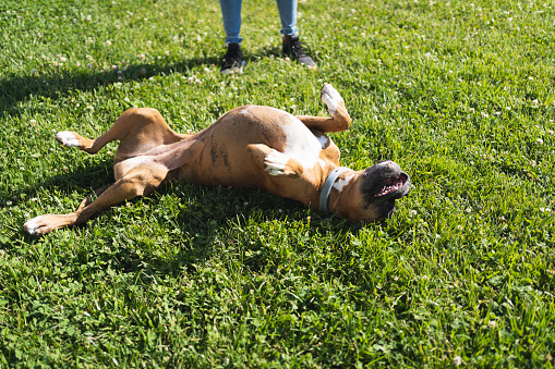 Boxer dog lying face up on a lawn in front of a standing person