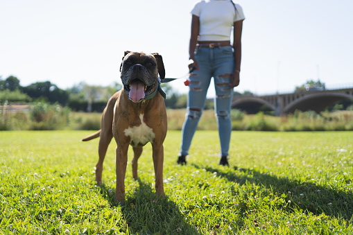 Selective focus on a boxer dog with a collar standing on a lawn and a person out of focus in the background