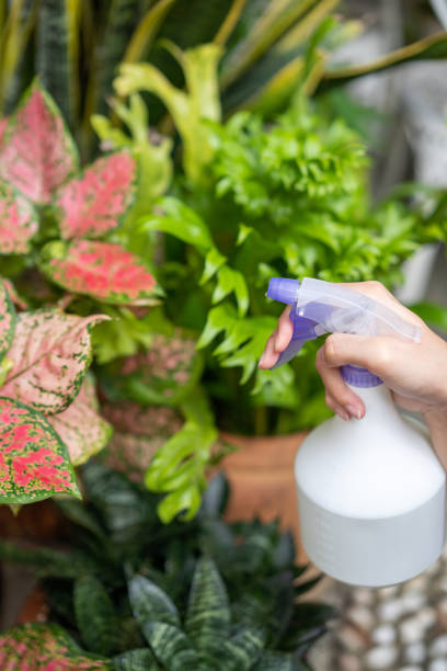 istock Young woman watering plants in backyard with water spray 1227381237
