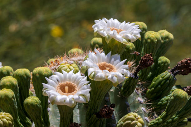 close up of flowers on a saguaro cactus en arizona - cactus blooming southwest usa flower head fotografías e imágenes de stock
