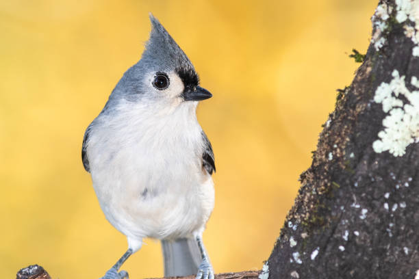 istock Tufted Titmouse Perched on an Autumn Branch 1227382107
