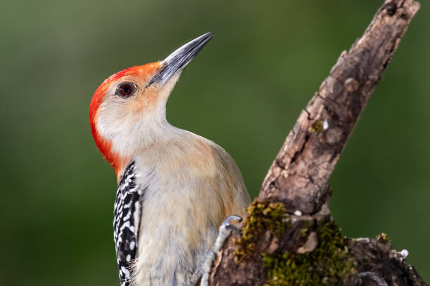 istock Red-bellied Woodpecker Perched on a Branch of a Tree 1227382170
