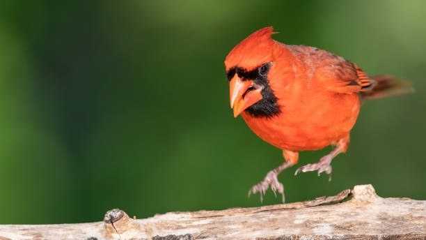 istock Northern Cardinal Perched on a Tree Branch 1227382256