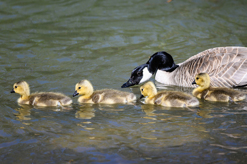 Newborn Goslings Learning to Swim Under the Watchful Eye of Mother