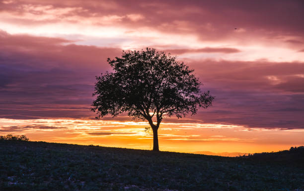 istock Single tree in a field in colorful sundown light with beautiful and dramatic purple sky 1227382320
