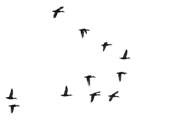 istock Flock of Flying Ducks Silhouetted on a White Background 1227382360