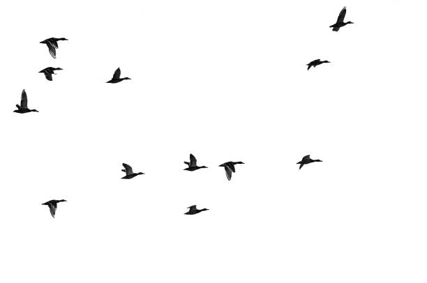 istock Flock of Flying Ducks Silhouetted on a White Background 1227382376