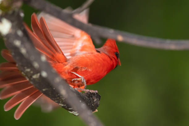 istock Alert Northern Cardinal Taking To Flight From a Tree 1227382585