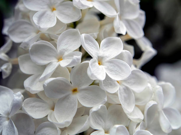 istock beautiful blooming white lilac on branches 1227382685