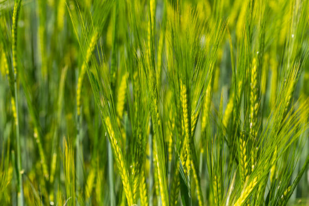 istock Closeup of barley in a field in spring 1227382723