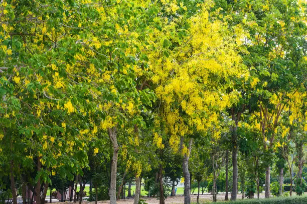 Photo of Cassia fistula flower.