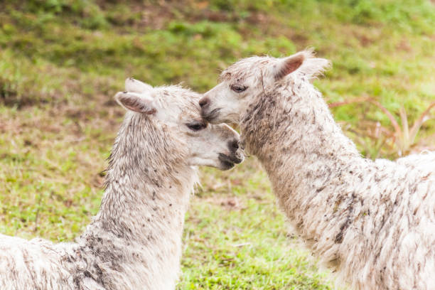 istock Two llamas touch each other, kiss 1227386003