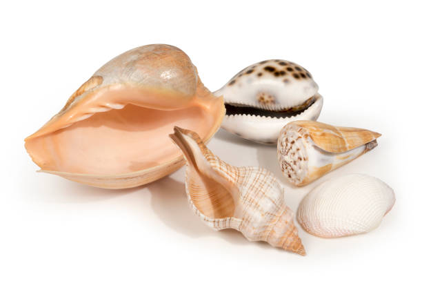 изолированные красивые морские раковины расположены на белом фоне - cowrie shell стоковые фото и изображения