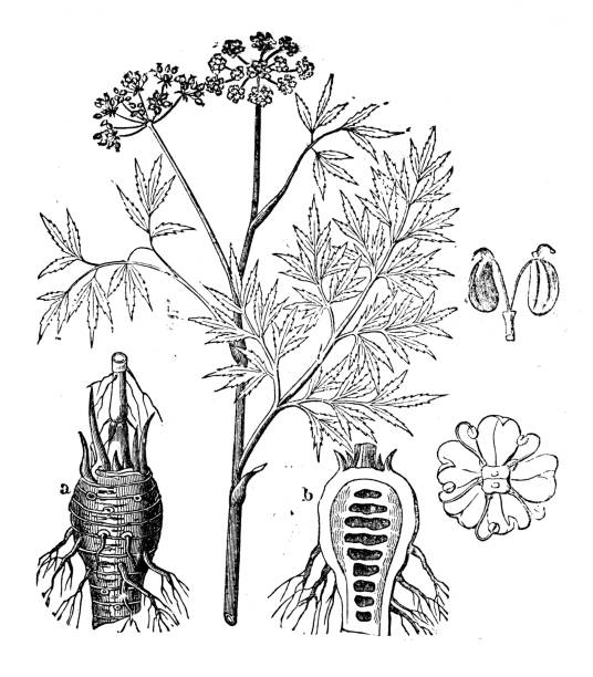 Antique illustration, botany: Cicuta virosa, cowbane Antique illustration, botany: Cicuta virosa, cowbane cicuta virosa stock illustrations