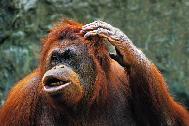 istock ORANG UTAN pongo pygmaeus, FEMALE SCRATCHING HEAD 1227386604