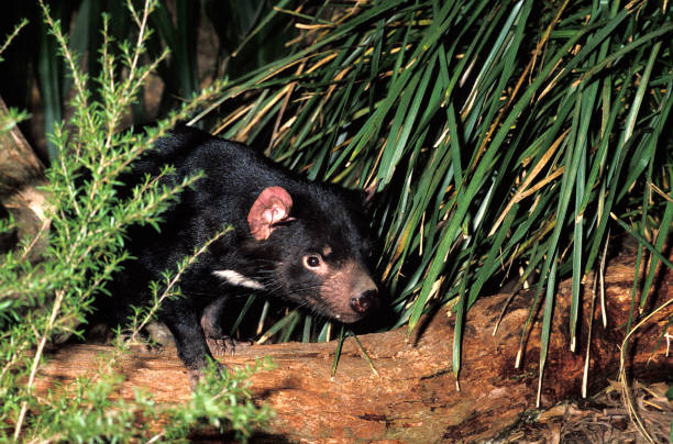 istock TASMANIAN DEVIL sarcophilus harrisi, ADULT, AUSTRALIA 1227386617