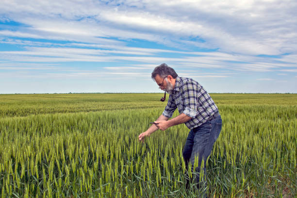 istock Farmer in the field 1227386677