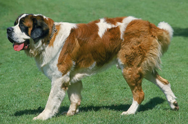 istock SAINT BERNARD DOG, ADULT WALKING ON GRASS 1227386733