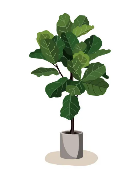 Vector illustration of Beautiful fiddle leaf tree in ceramic pot on white background. Ficus Lyrata vector illustration. Stylish houseplant design element for modern interior room