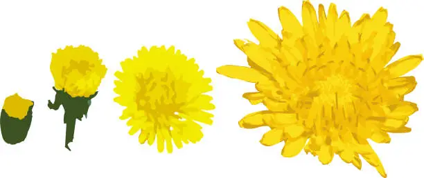 Vector illustration of Taraxacum officinale yellow flower set, from small to bigger vector illustration