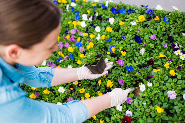 istock Young woman working in greenhouse 1227387630
